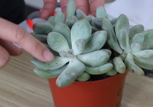 多肉怎样变矮壮