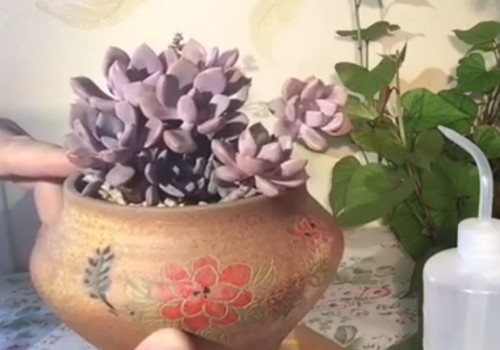 新种的多肉多久能服盆