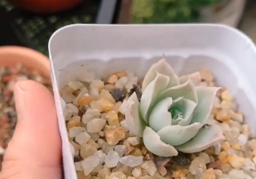 多肉成长逆袭记录3