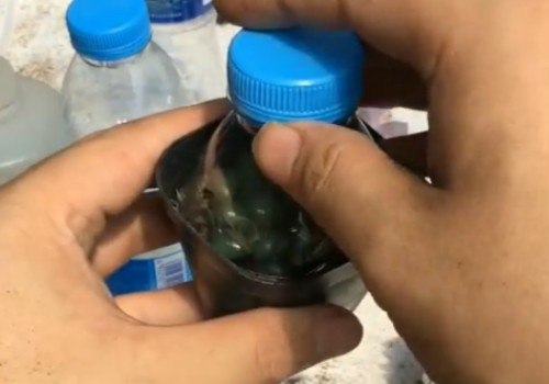 玉露是晚上闷养吗