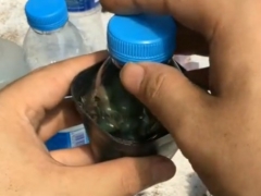 玉露是晚上闷养吗