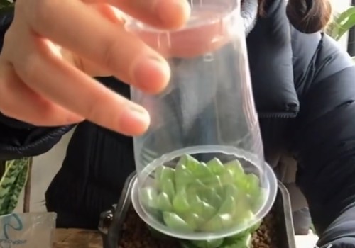 玉露闷养好吗
