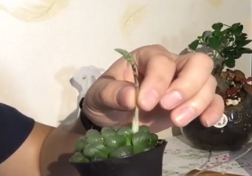 玉露长花剑了怎么办