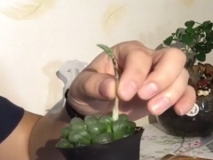 玉露长花剑了怎么办