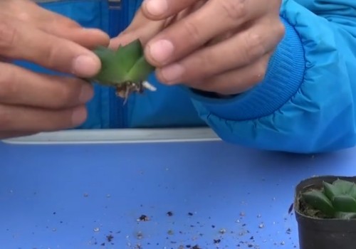 玉露不爆出侧芽怎么办