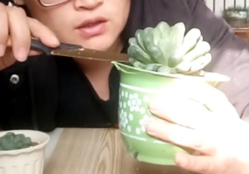 如何修复徒长的玉露