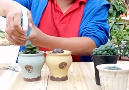 怎么让玉露晶莹剔透