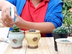 怎么让玉露晶莹剔透