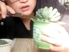 如何修复徒长的玉露