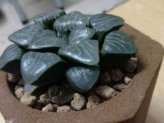 玉露变成灰色怎么回事