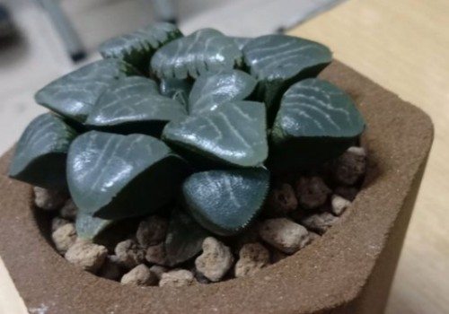 玉露变成灰色怎么回事