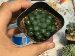 玉露夏天能闷养吗