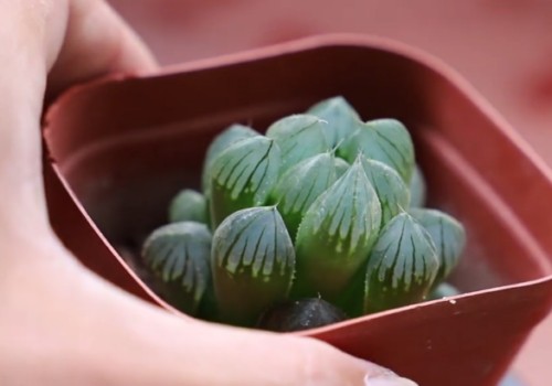 玉露叶子变软怎么办