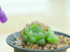 玉露蔫了怎么补救