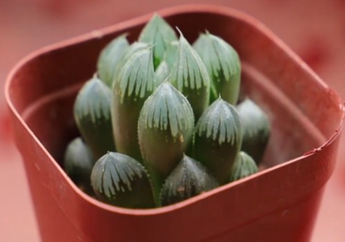 玉露干瘪后的急救恢复方法