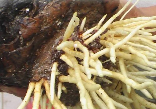 铁树烂根用什么消毒