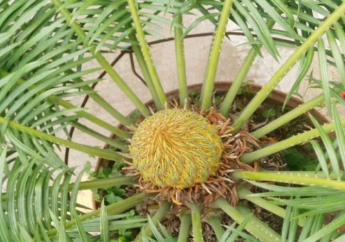 铁树怎么才能开花