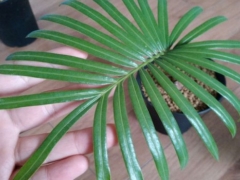 铁树怎么才能长得快