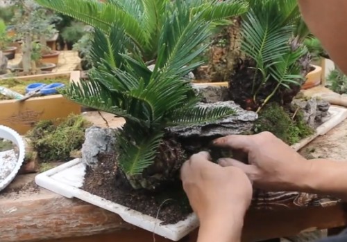 铁树没有根能活吗