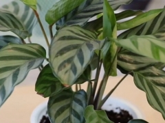 竹芋的养殖方法和注意事项