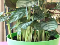 盆栽竹芋的养护方法