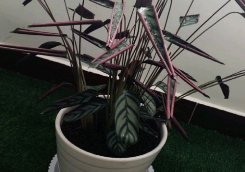 飞羽竹芋叶子卷曲怎么救