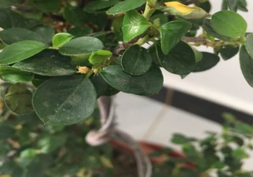 珍珠梅长虫子了怎么办
