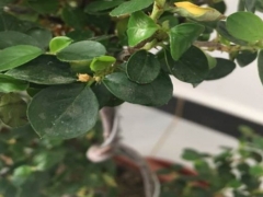 珍珠梅长虫子了怎么办