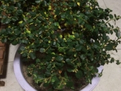 珍珠梅有蚜虫怎么办