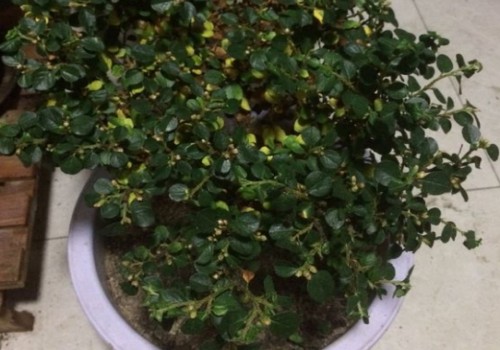 珍珠梅有蚜虫怎么办