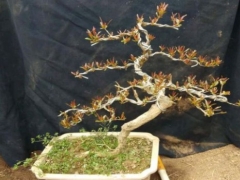 石榴树喷水可以催芽吗