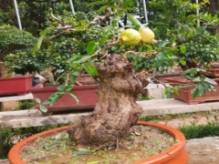 怎样防止石榴树根部发芽