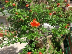 盆栽石榴只开花不结果怎么回事
