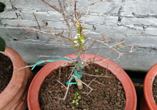 石榴树嫩芽发黑是什么病