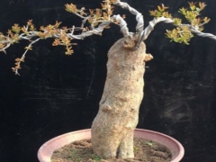 怎样让石榴盆景发芽