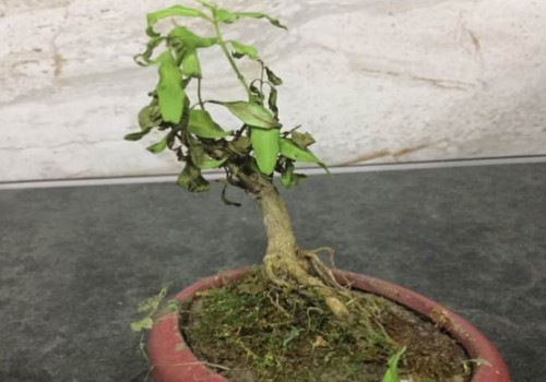 石榴盆景发芽枯萎了怎么办