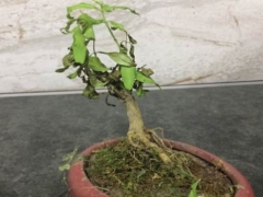 石榴盆景发芽枯萎了怎么办