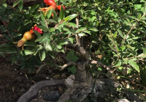 盆栽石榴落花落叶怎么办