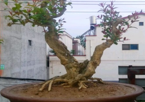 石榴盆景换盆掉叶如何处理