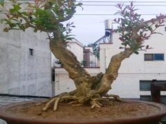 石榴盆景换盆掉叶如何处理