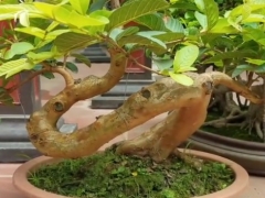 石榴树盆景主干和枝干怎么变粗