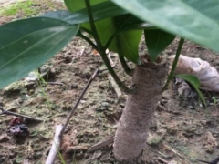平安树砍头后能晒太阳吗