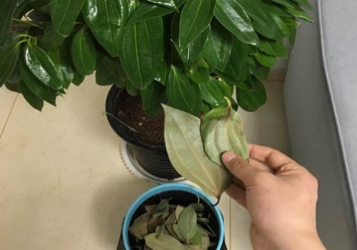平安树枯叶枯枝怎么办 可以剪掉吗