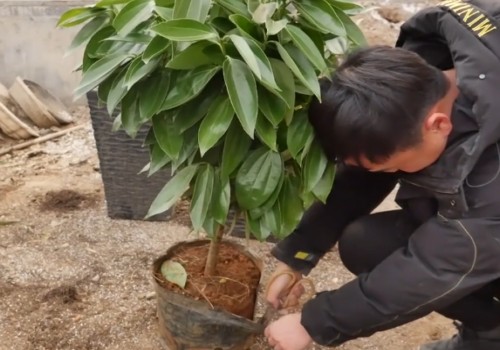 平安树不换盆可以吗