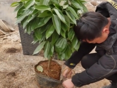 平安树不换盆可以吗