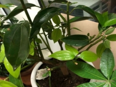 怎样给砍头的平安树催芽