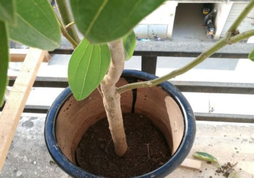 平安树需要每年翻盆吗