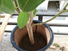 平安树需要每年翻盆吗