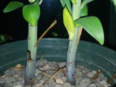 百合夏天怎么养护管理