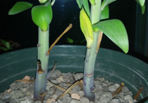 百合夏天怎么养护管理